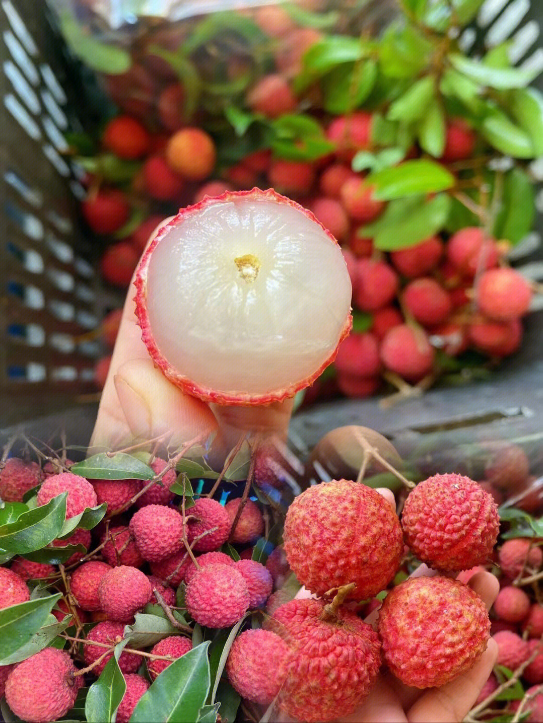 荔枝 荔枝 荔枝