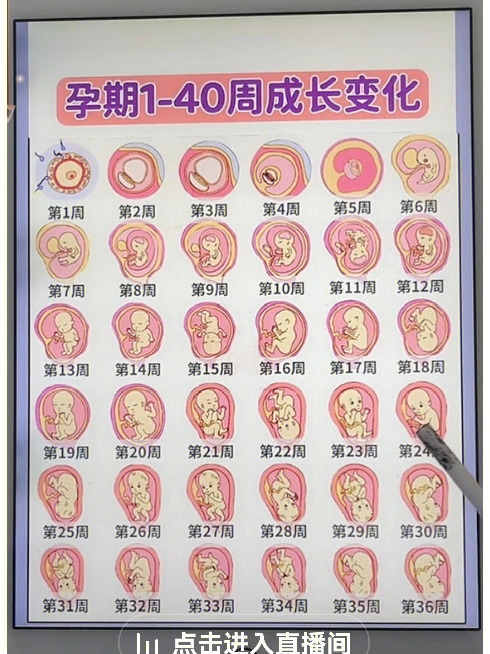 50天孕囊男孩对照表图片