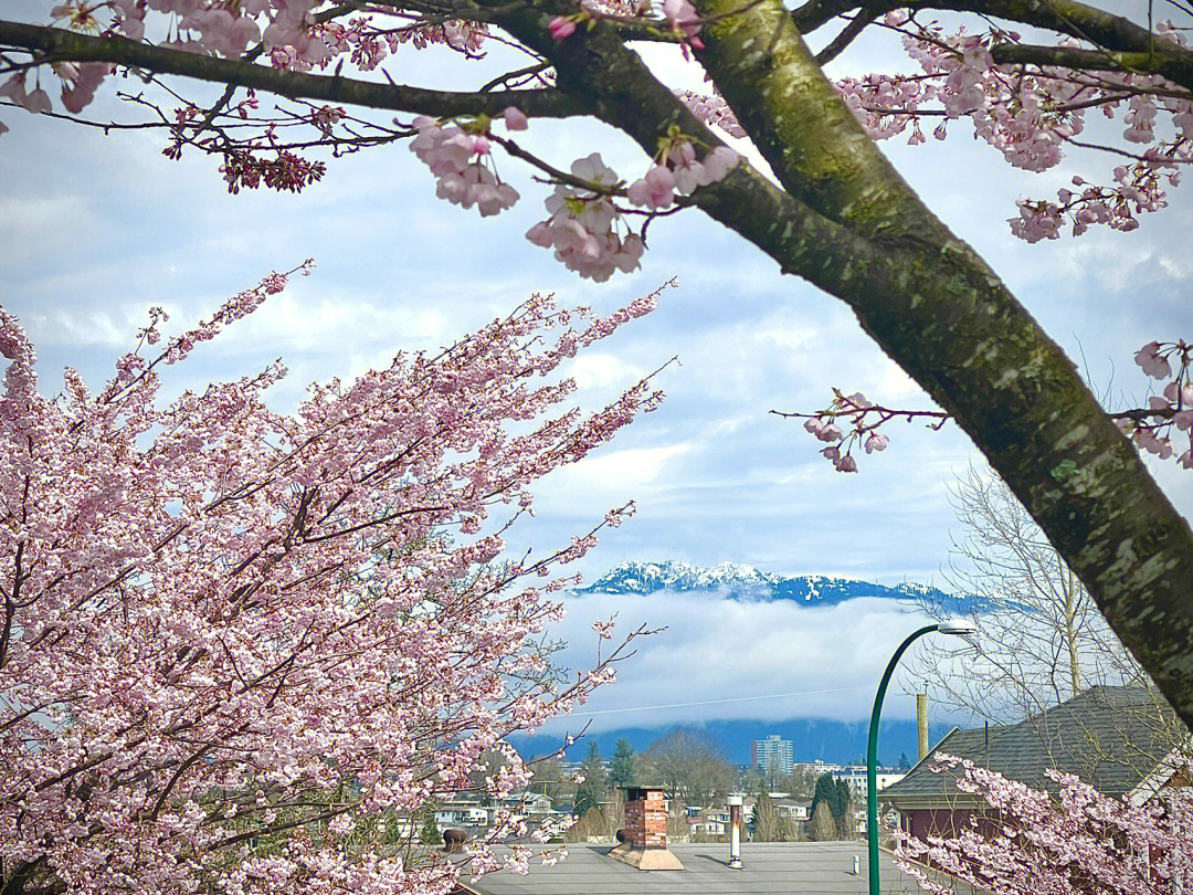 温哥华樱花与雪山