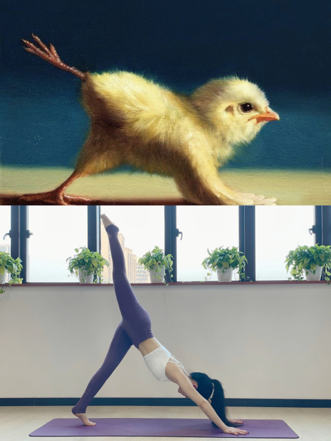 瑜伽小鸡模仿秀