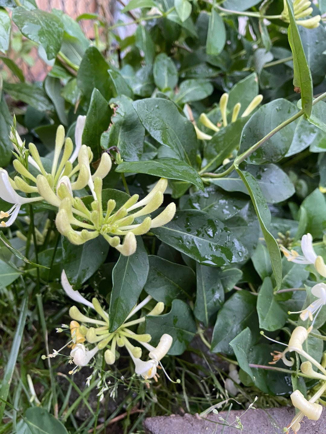 金银花冬季修剪图解图片