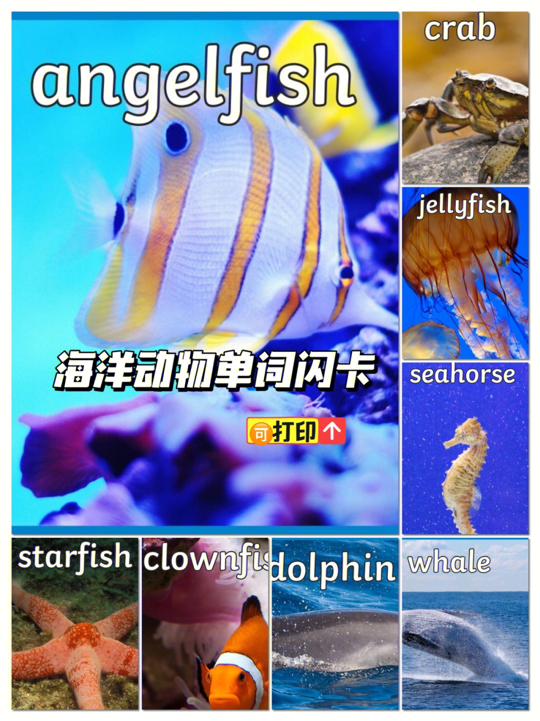 929292英文单词闪卡,海洋动物篇#英语单词#閃卡#英语闪卡