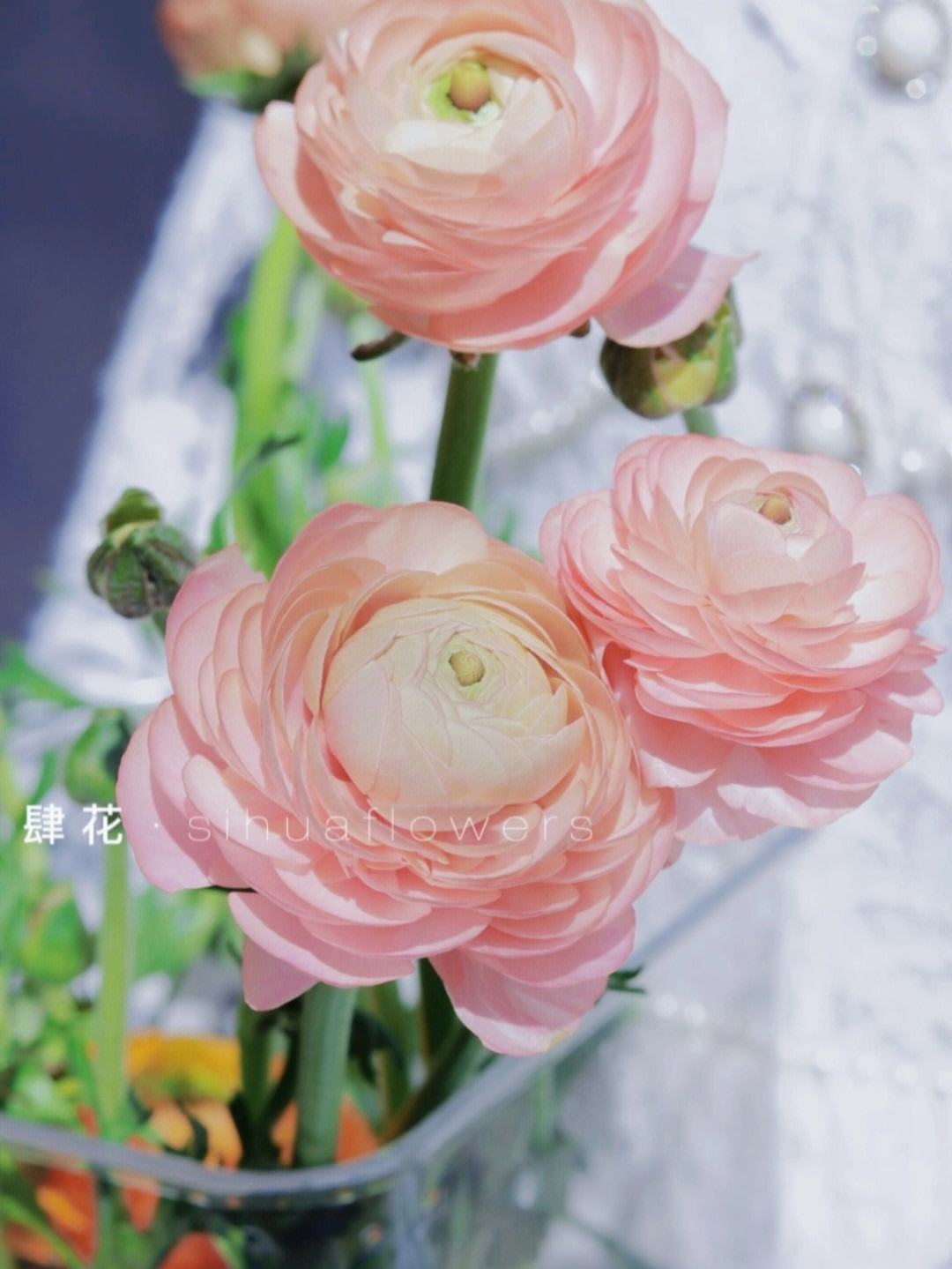 粉色的洋牡丹花语图片