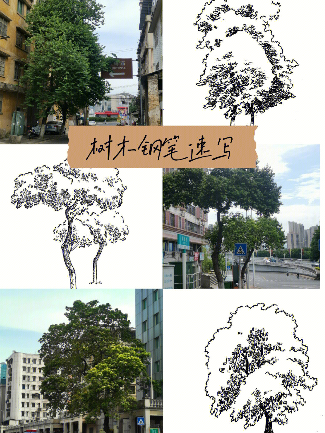 路边树画法图片