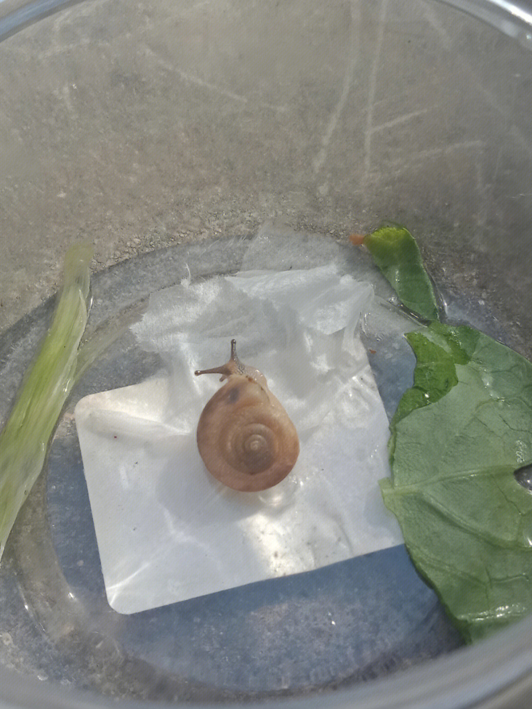 自制养蜗牛盒子图片