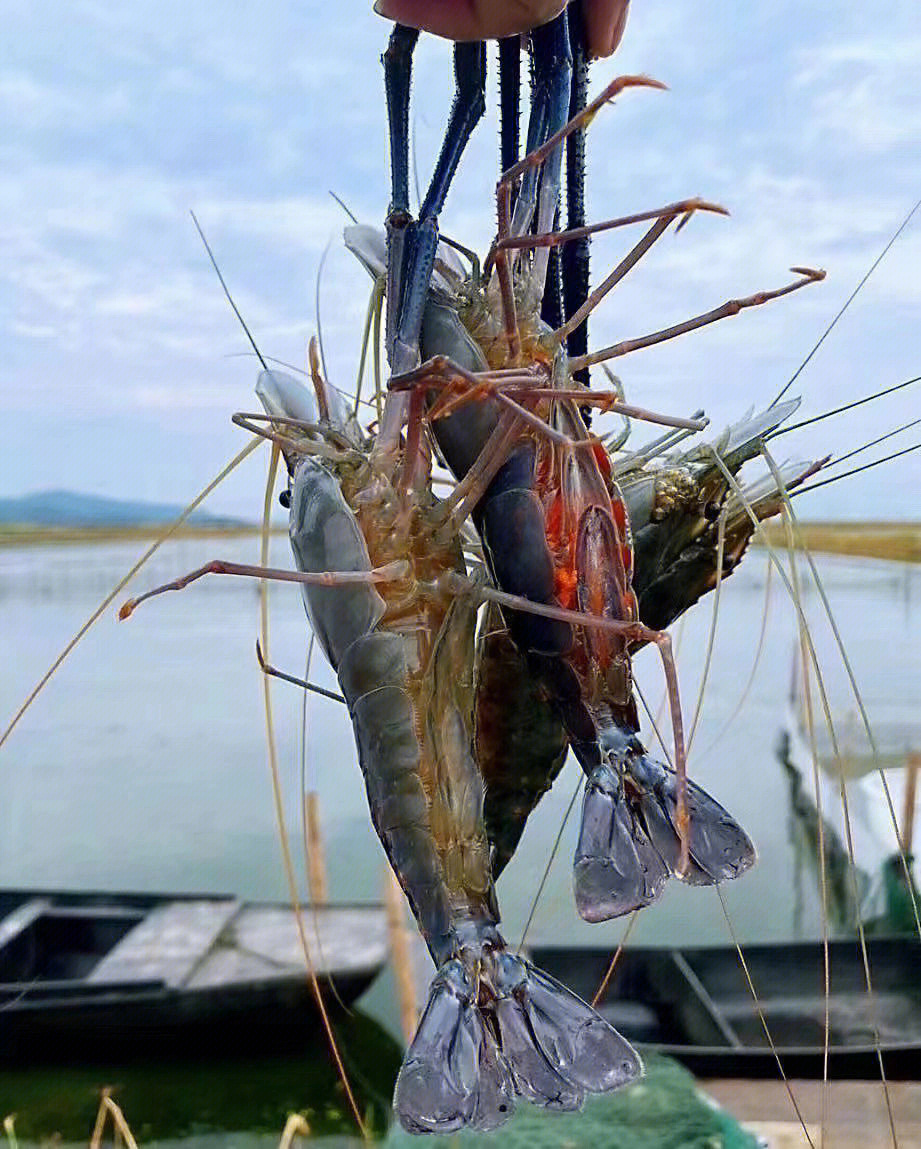 苏州太湖一号大虾你们吃过吗