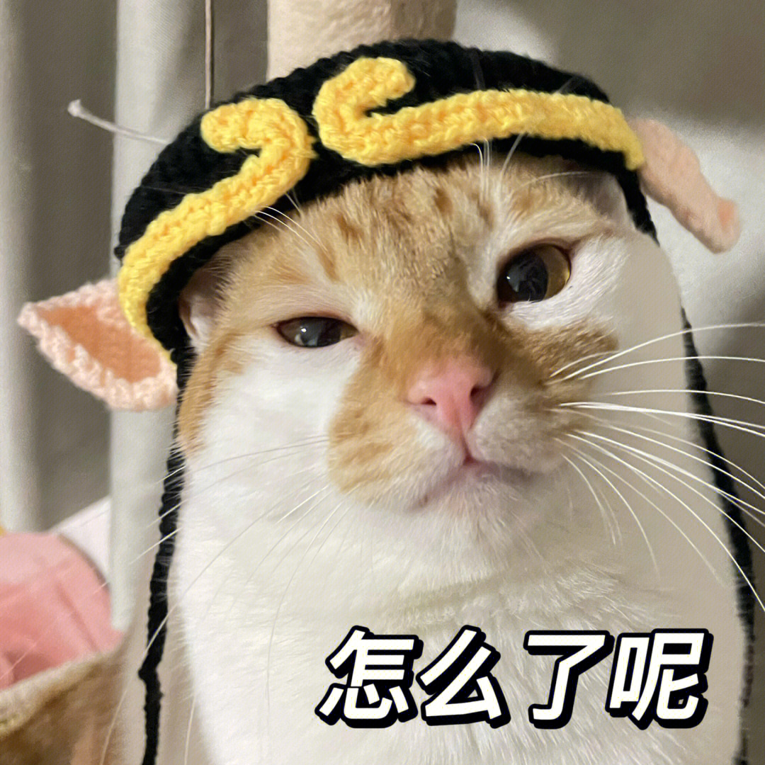 做我的猫污表情包图片