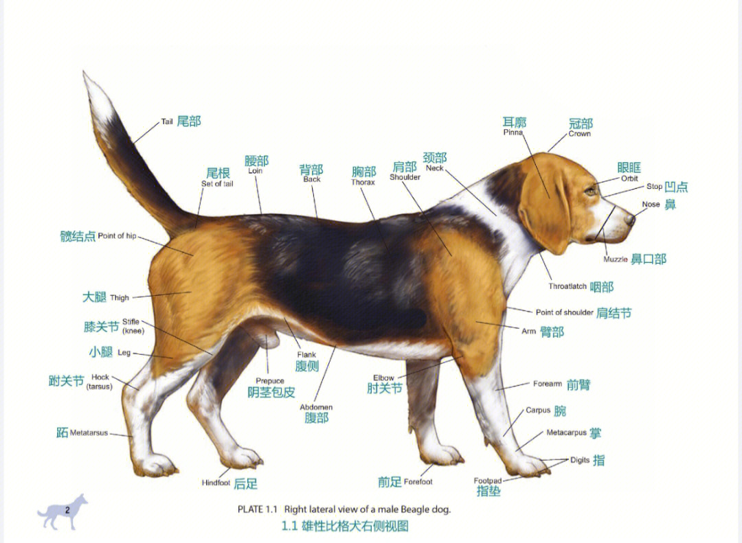 狗狗身体器官图图片