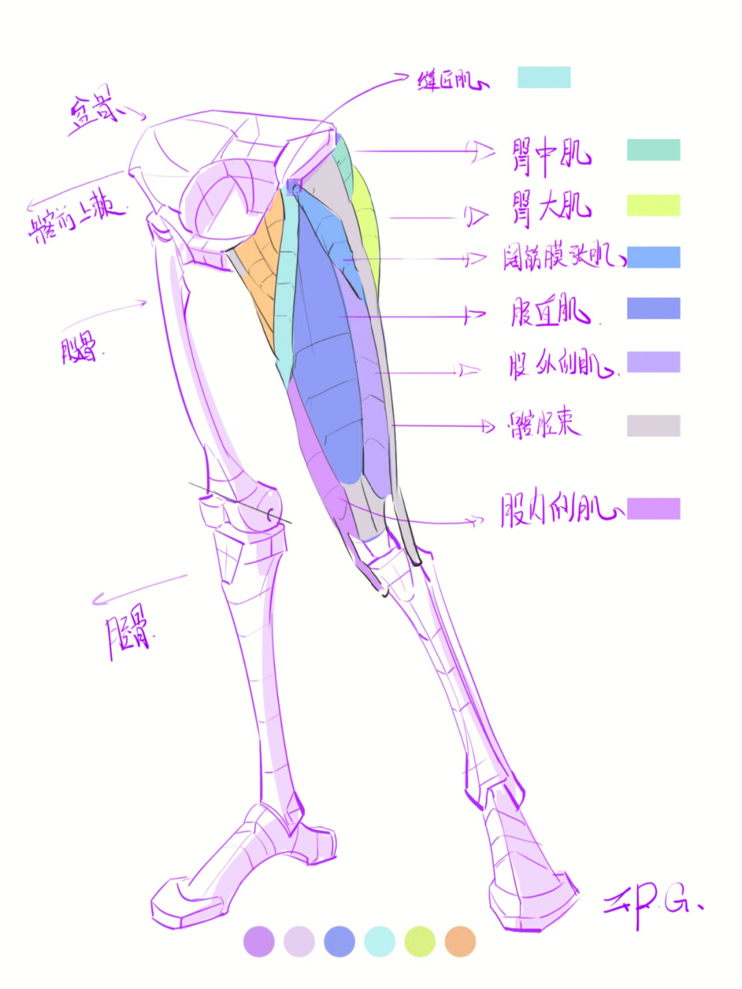 人体大腿结构解剖901w