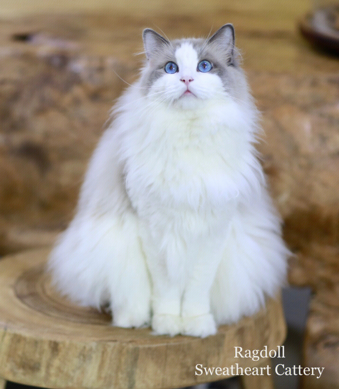 布偶猫找家这个可爱的布偶猫是蓝双色布偶猫弟弟,长相非常甜美堪