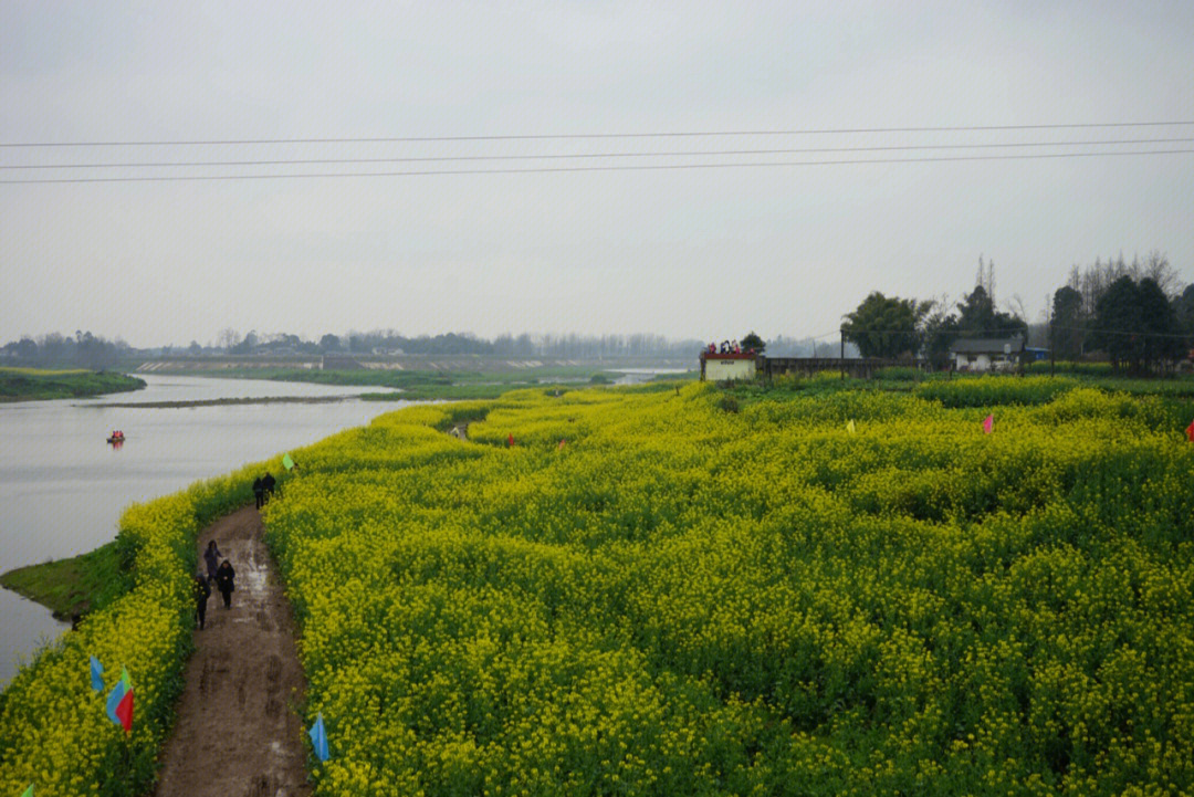 邛崃两河村油菜花地址图片