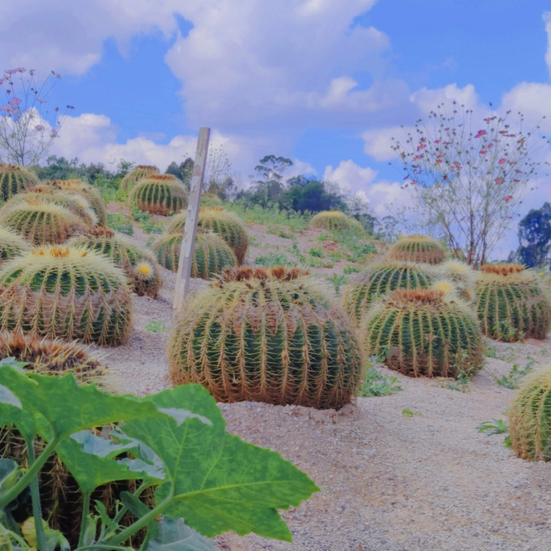 安宁草坪种植基地图片