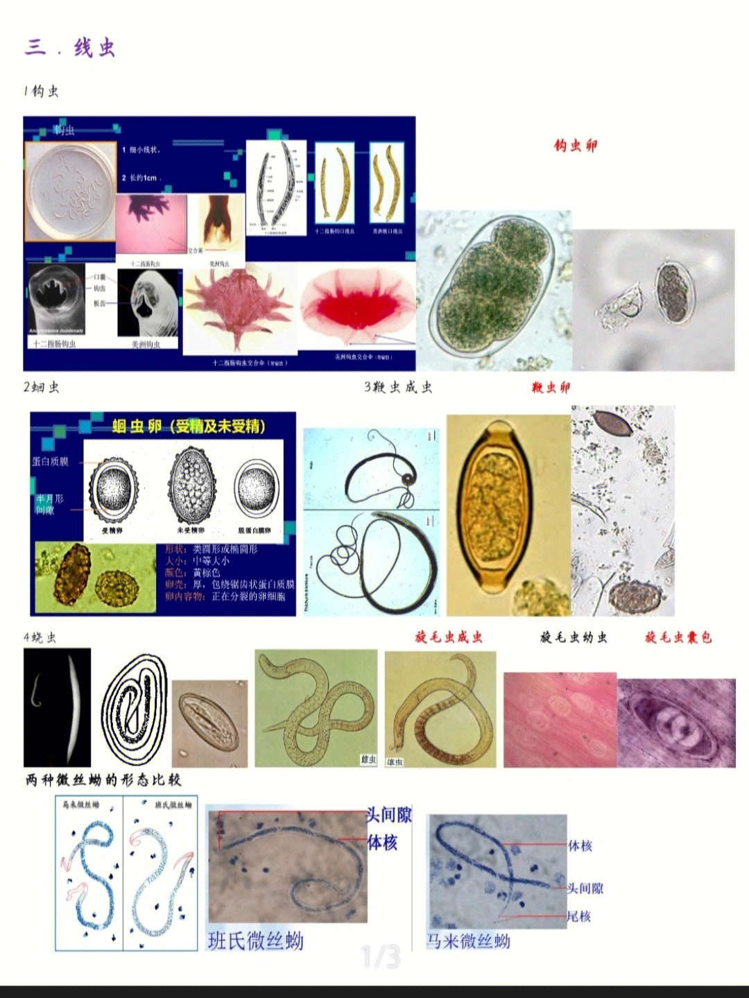 虫虫寄生图片