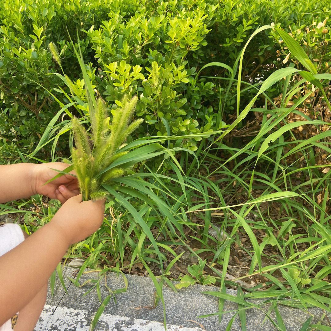 狗尾巴草幼苗图片图片