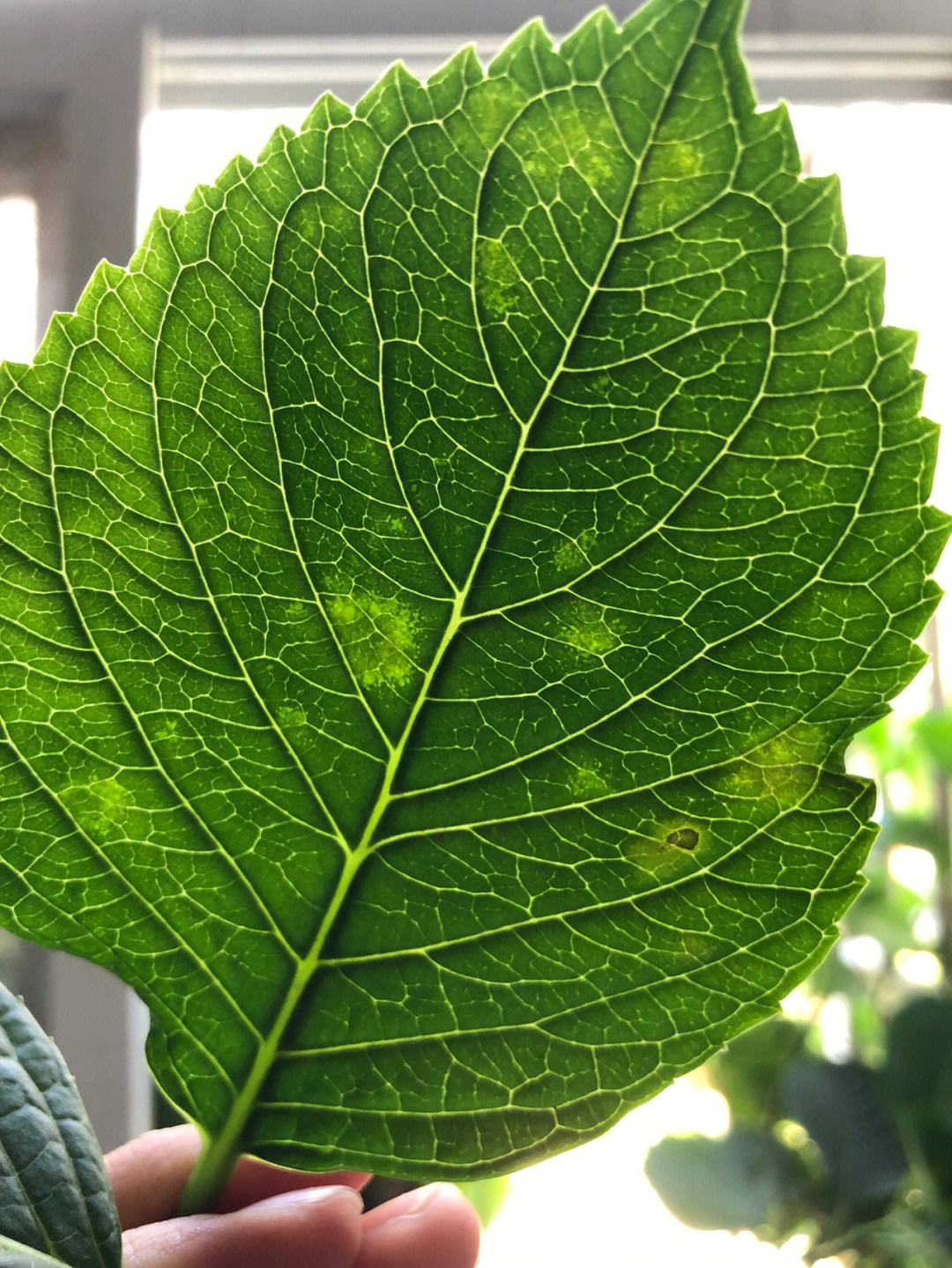 绣球花红蜘蛛症状图片