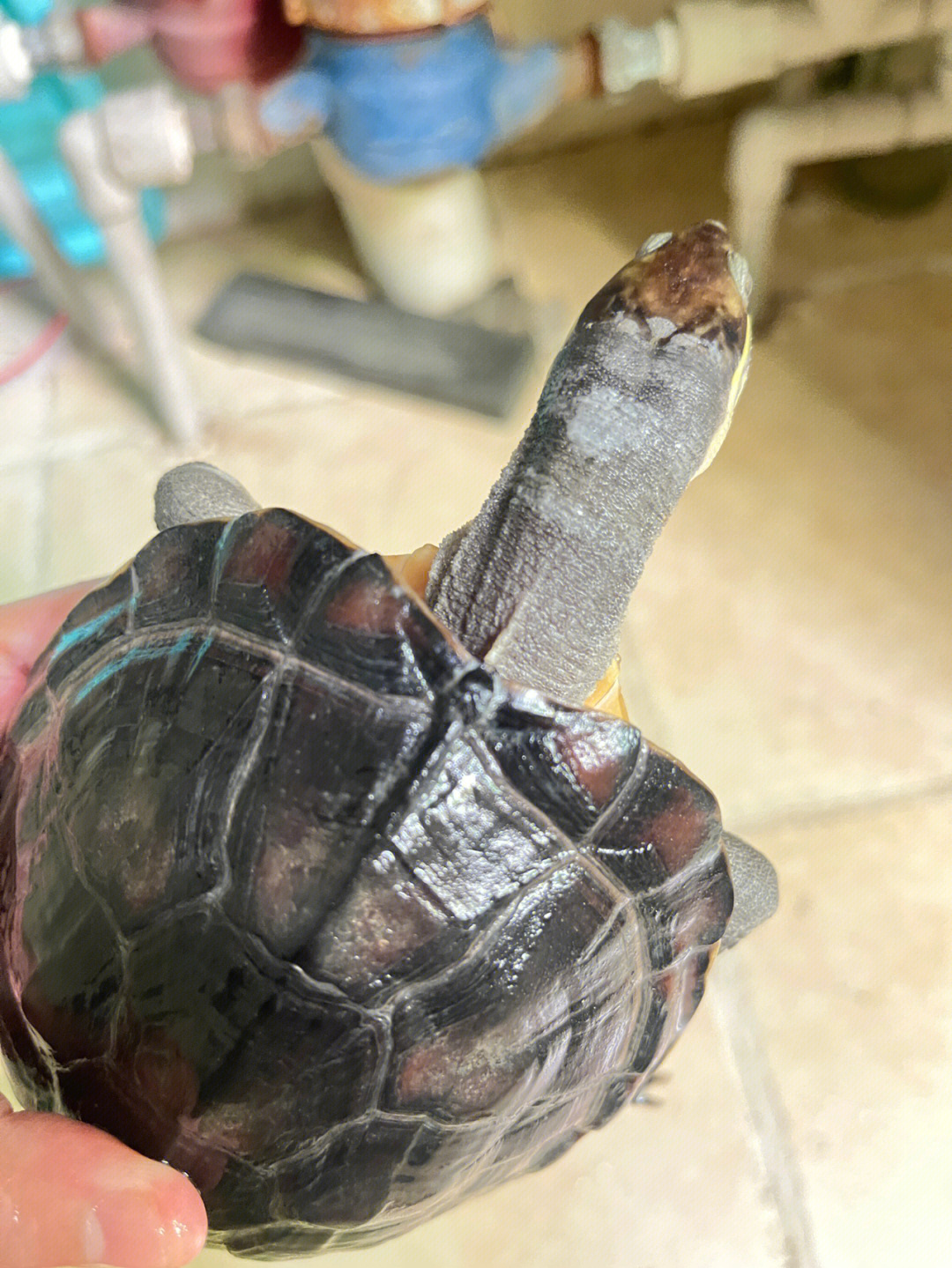乌龟脖子脱皮的图片图片