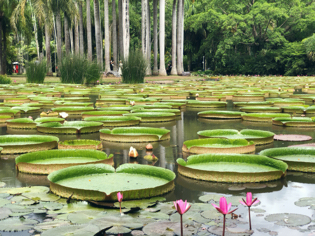 西双版纳中科植物园