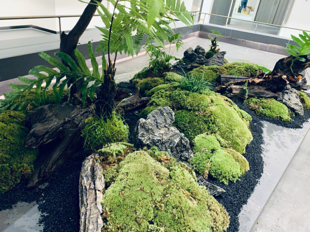 苔藓植物造景