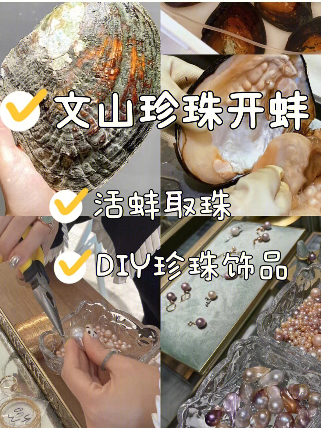 厦门开蚌取珍珠骗局图片