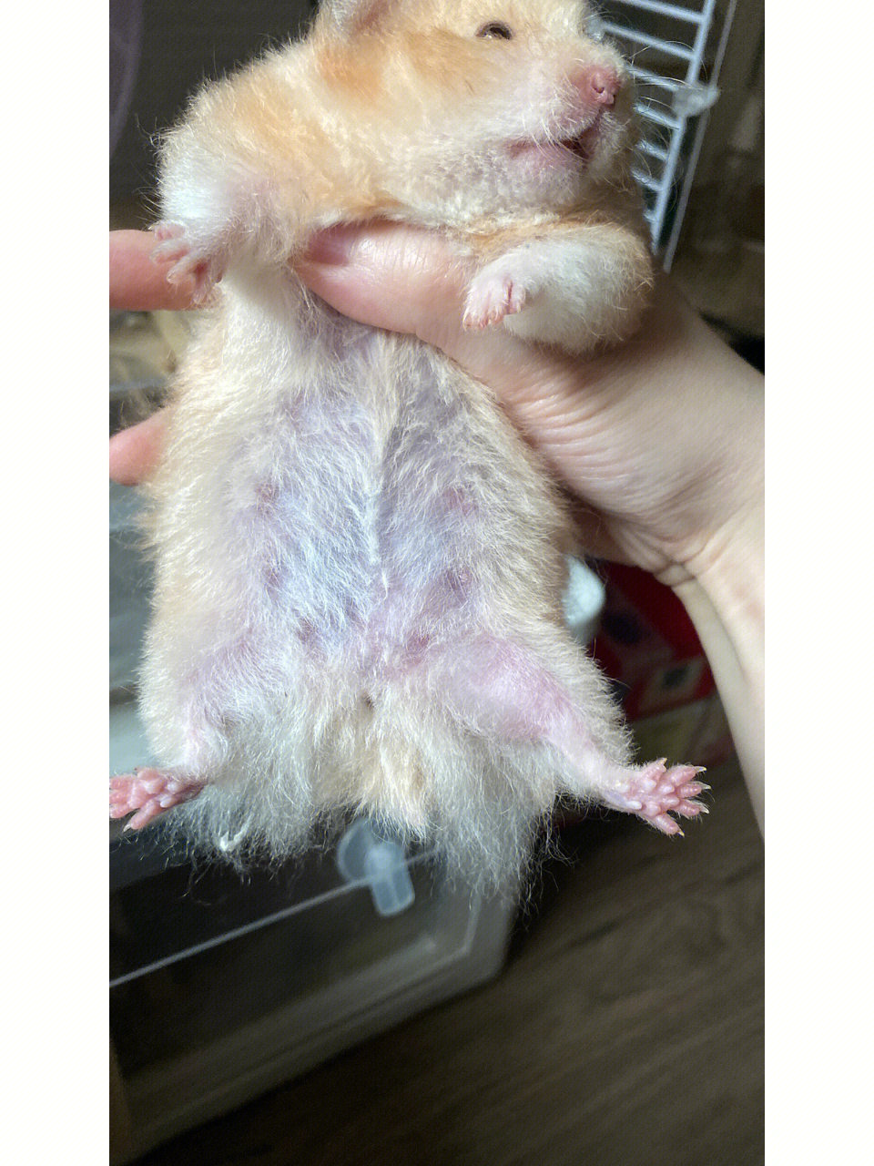 仓鼠刚怀孕的照片图片