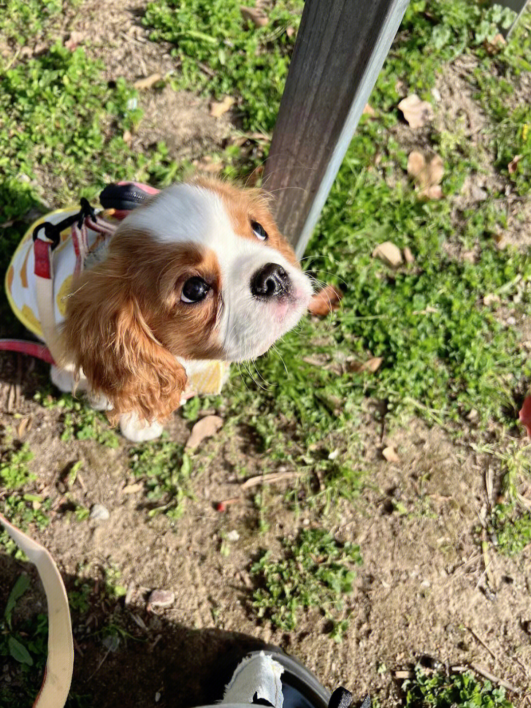 查理王小猎犬介绍图片