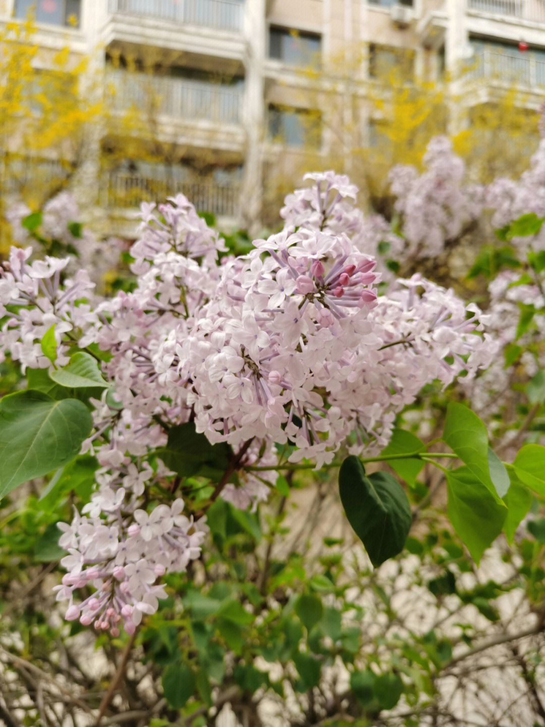 丁香花几月份开花图片