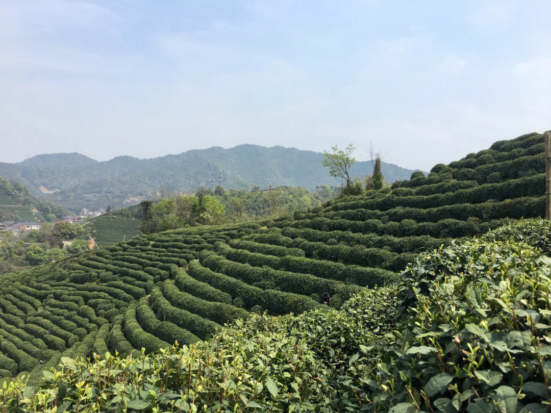 摘茶西湖龙井群体种