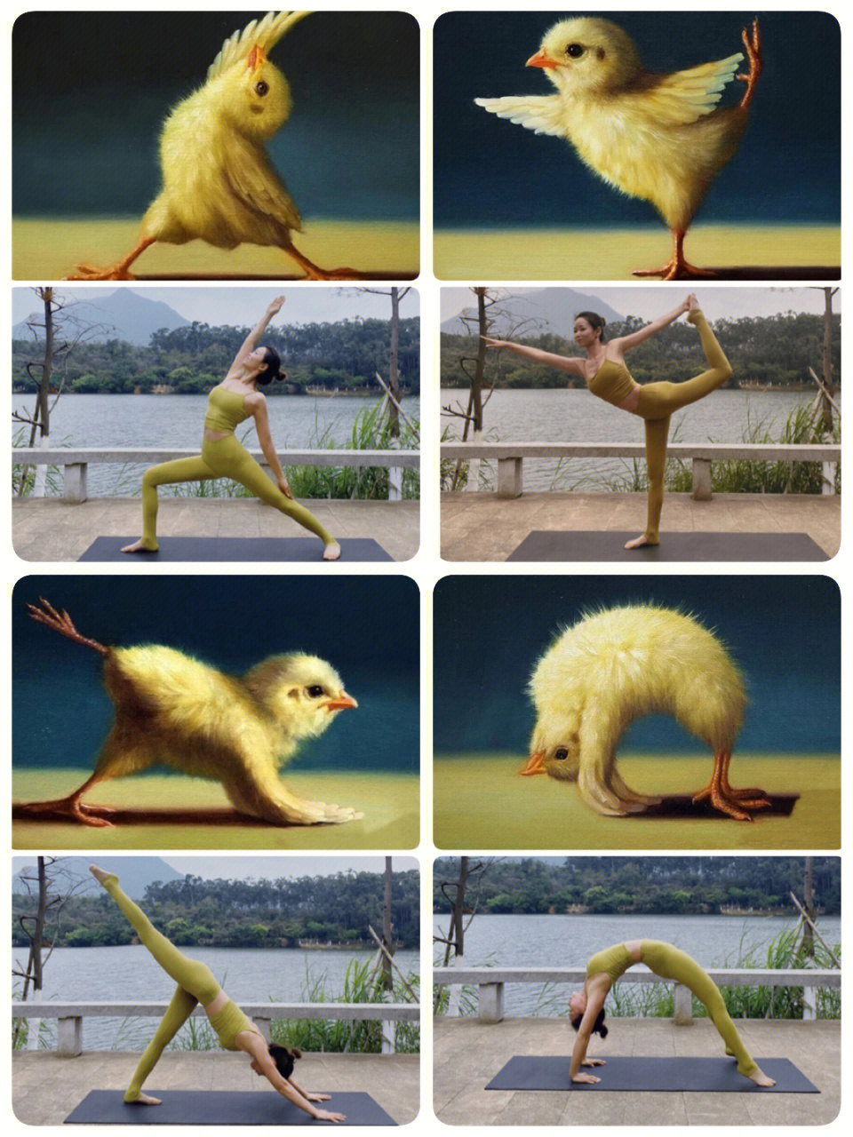 抖音小黄鸡瑜伽图图片