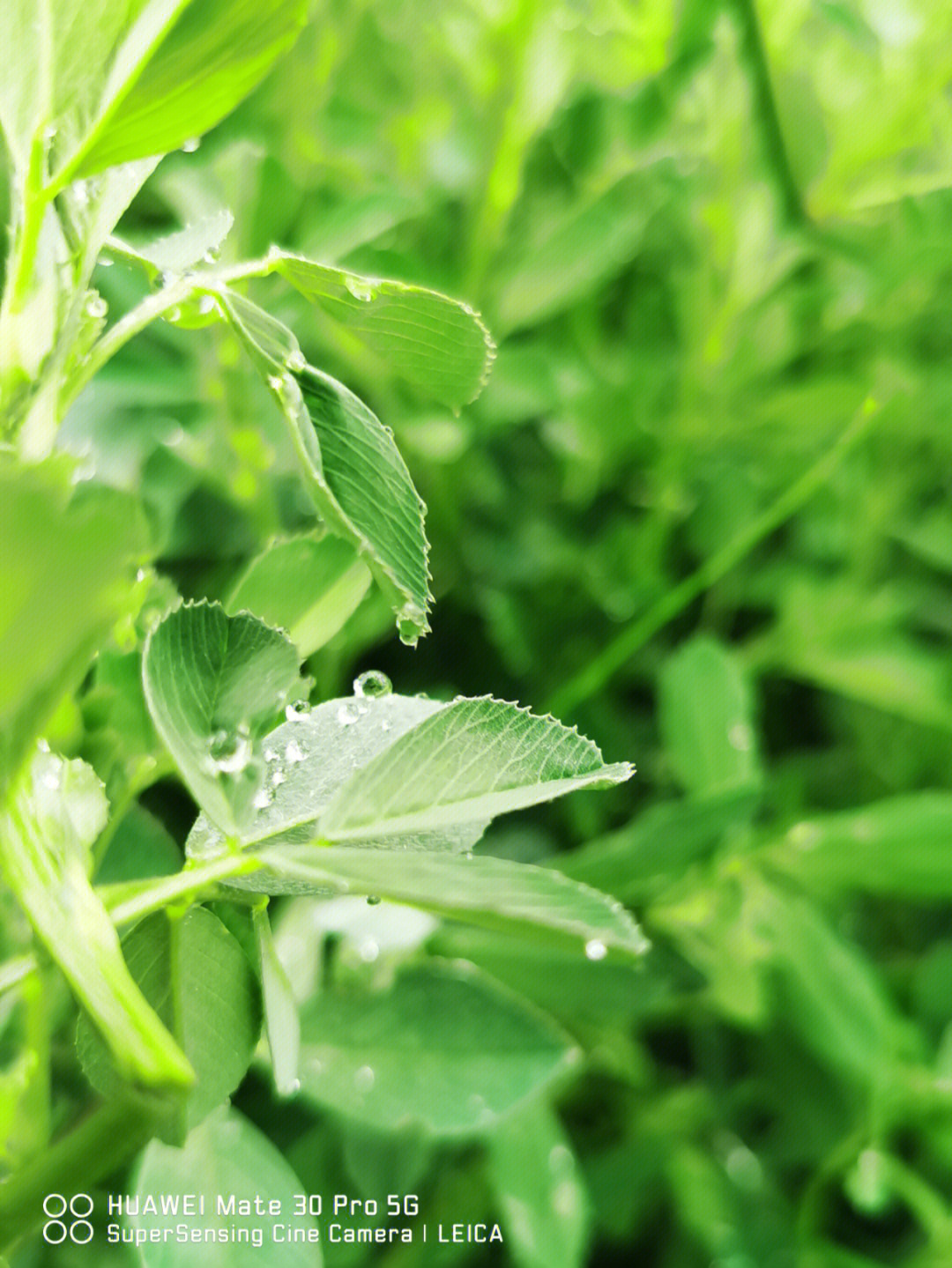 雨后青草绿色明明很好看不是吗