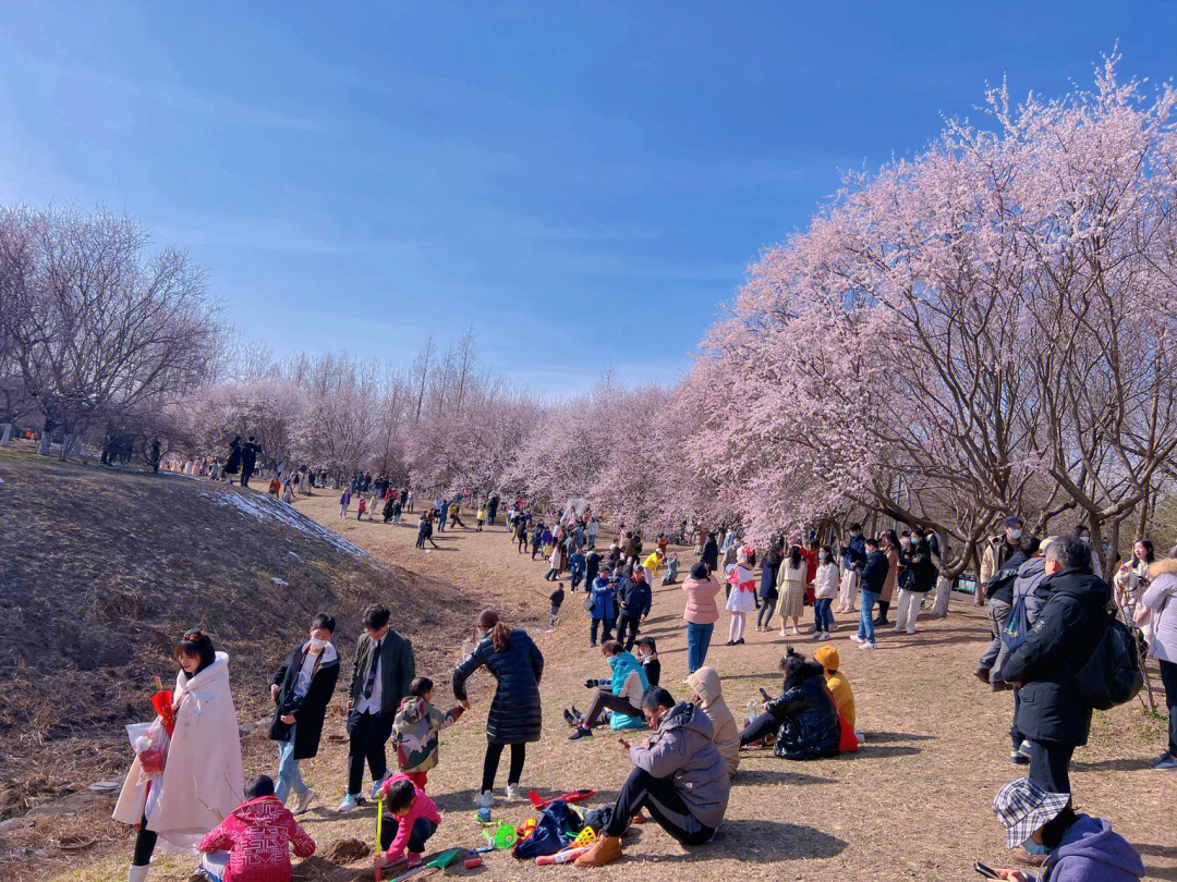 319下午奥森北园山桃花