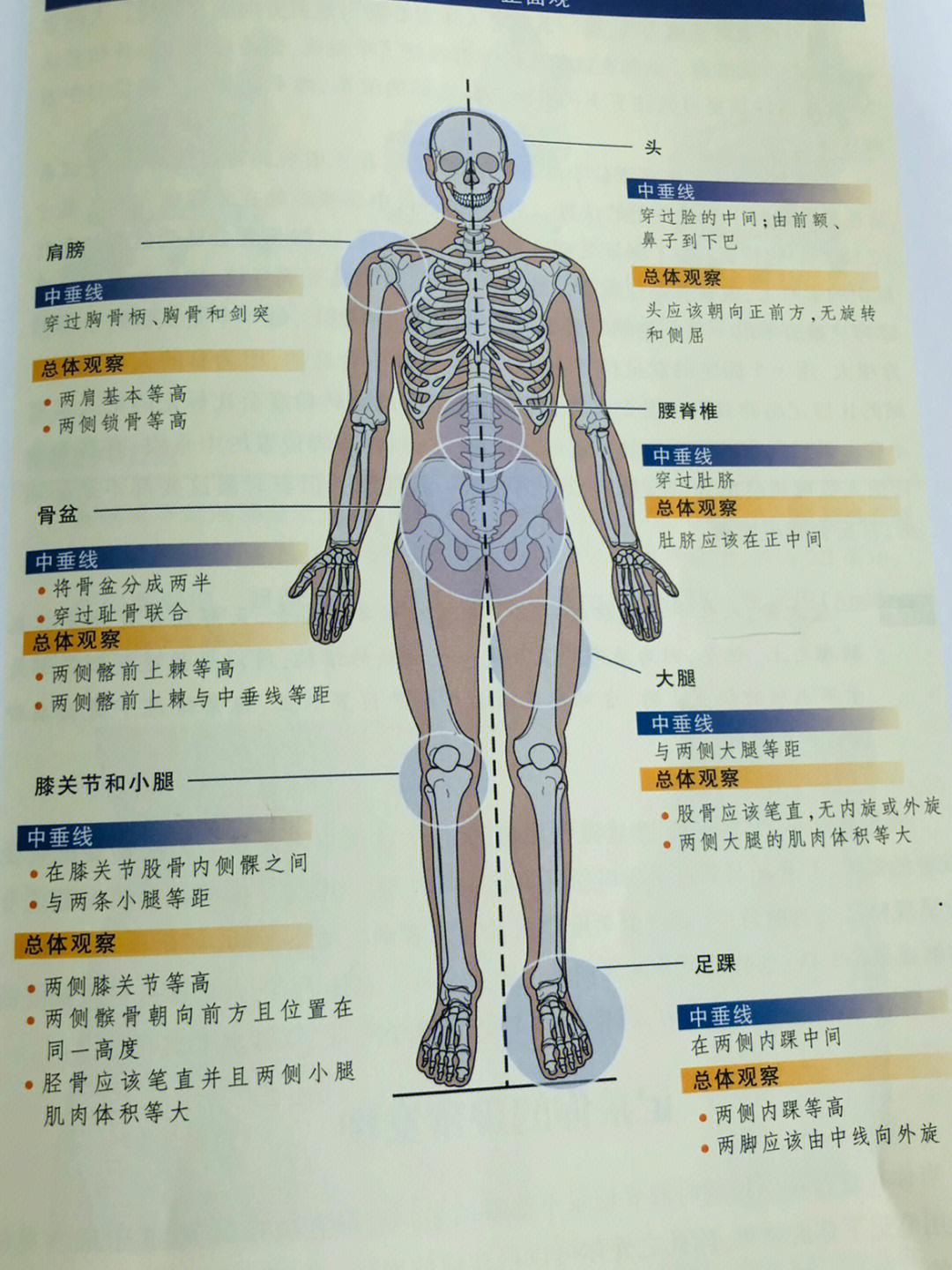 人体形态评定的目的图片