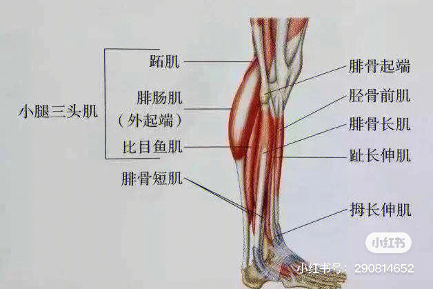 我遇到了瓶颈期还遇到了骨膜炎