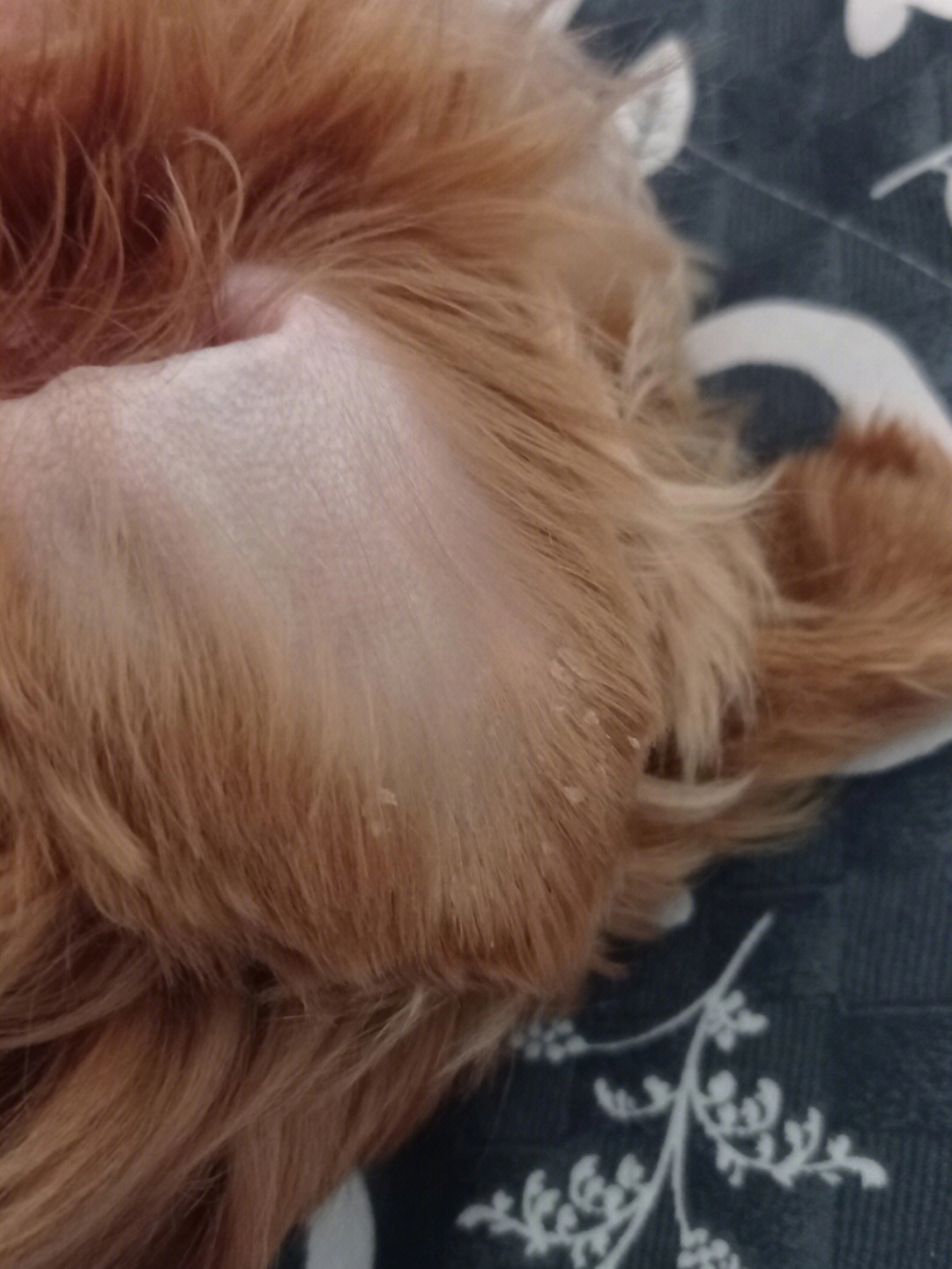 狗狗两耳耳部内侧图片图片