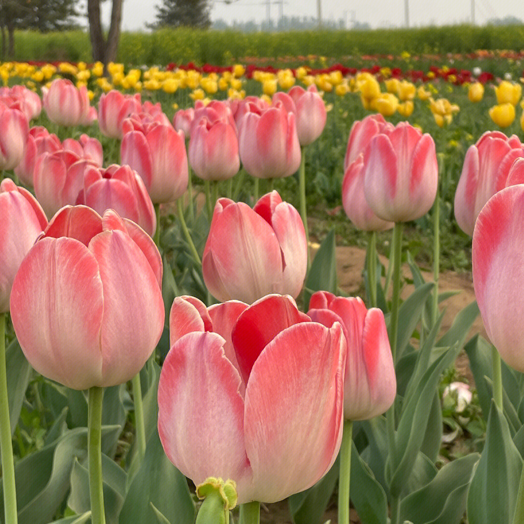 郁金香花海