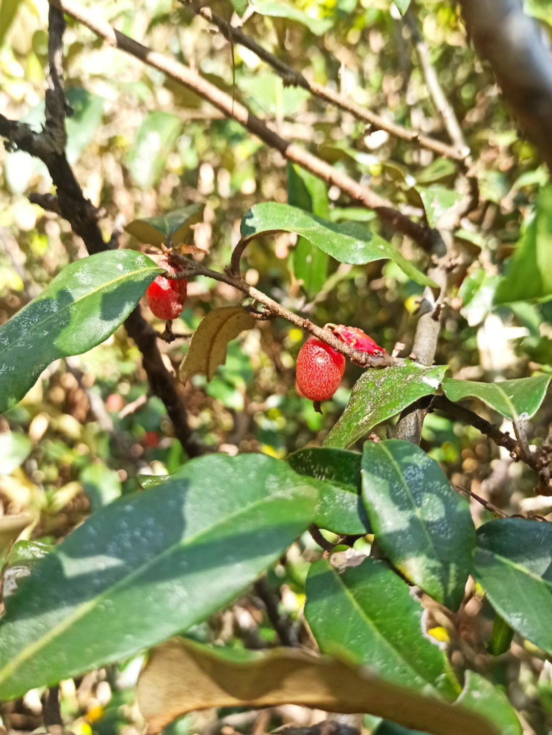 牛奶果纯天然