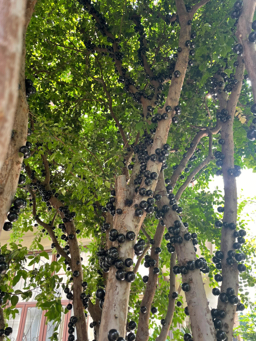 嘉宝果又叫拟爱神木,美味热带葡萄等,属于桃金娘科树番樱属植物