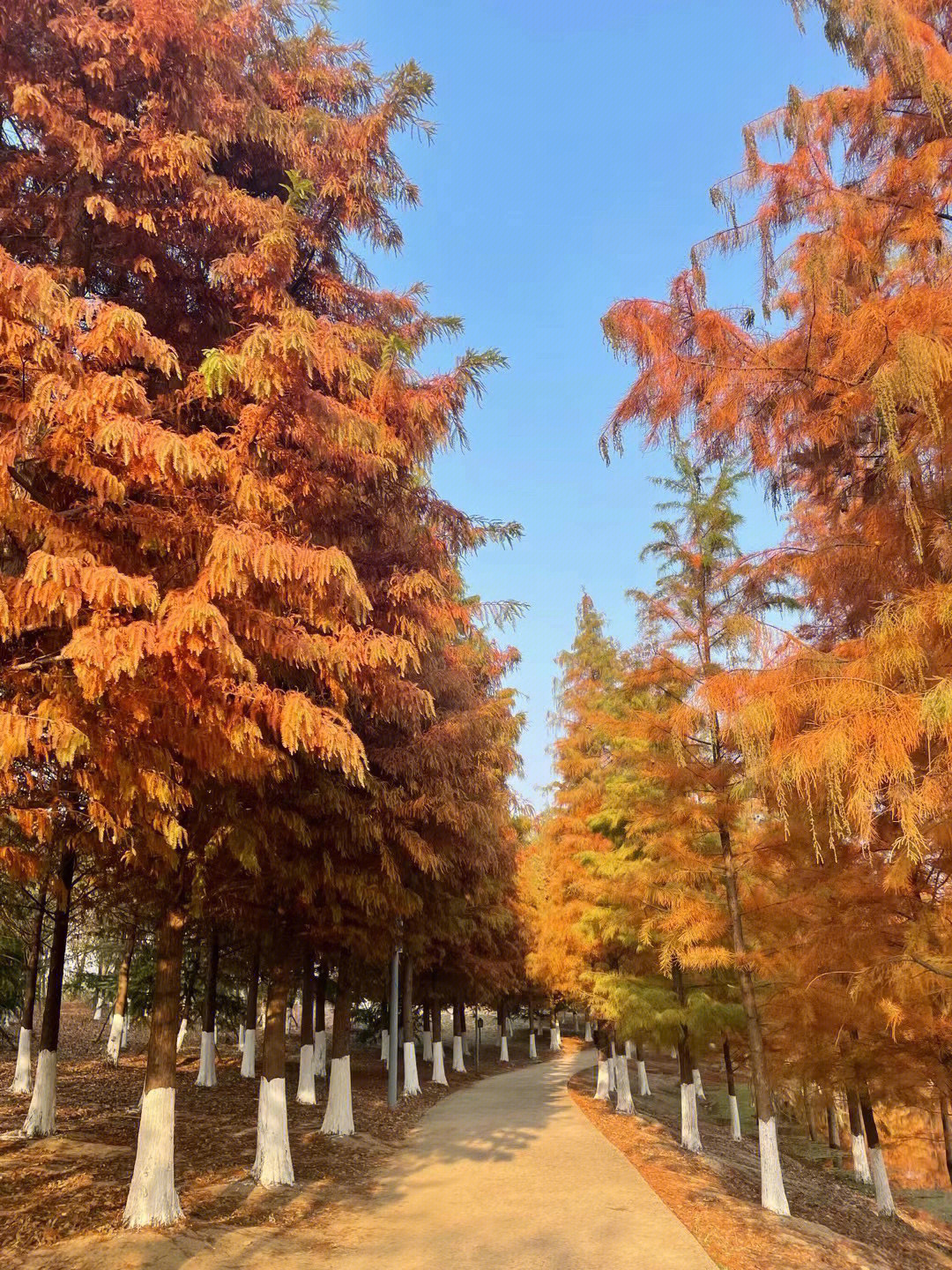 红水杉简介图片