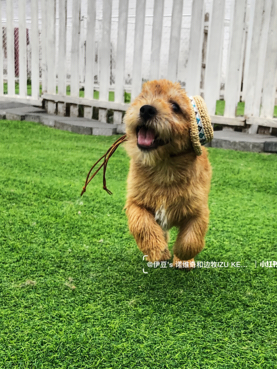 诺维奇梗犬小草帽像量身定做的一样