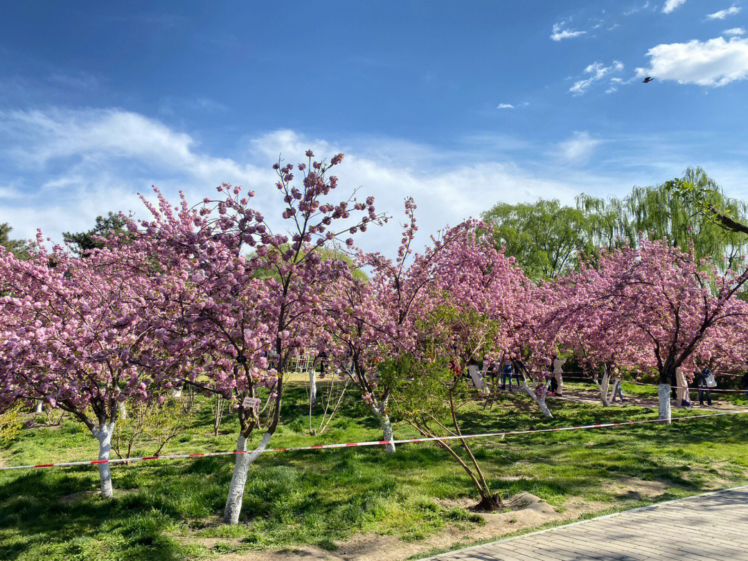 通州绿心公园樱花图片