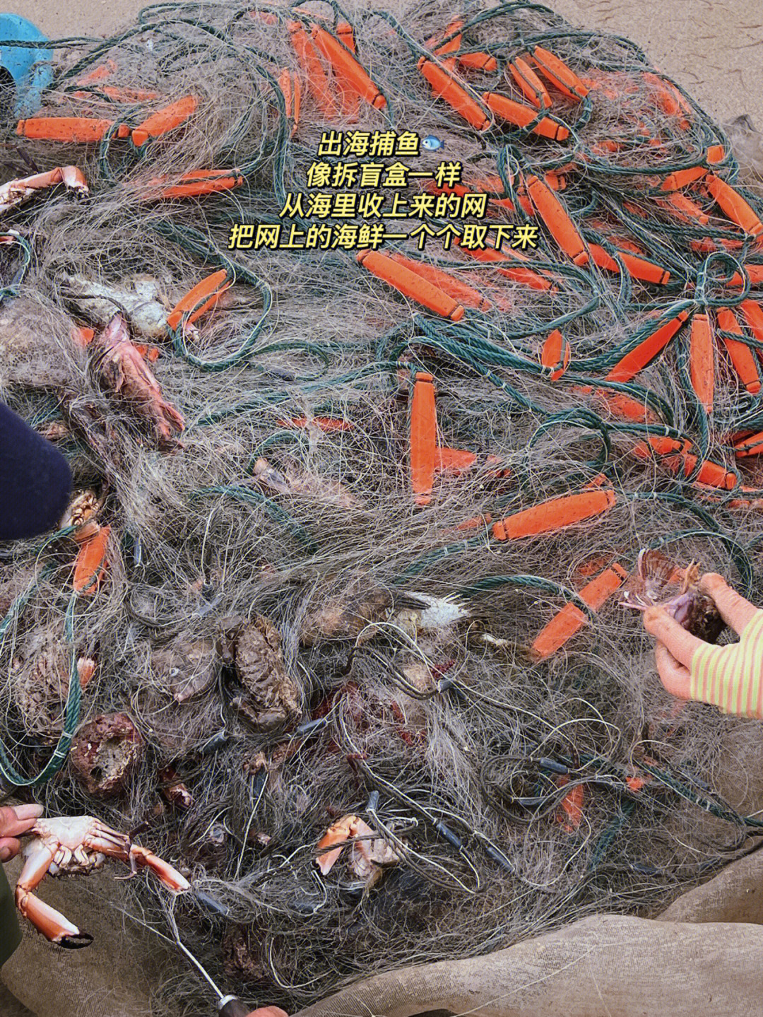 渔民一起收网 拆网住的海鲜这次收获有螃蟹 剥皮鱼 小石斑 泥猛鱼