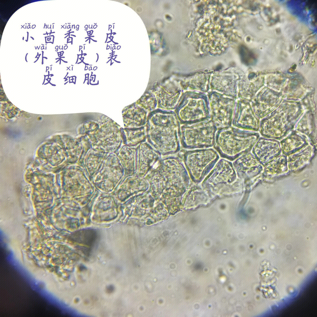白芍粉末显微镜特征图图片
