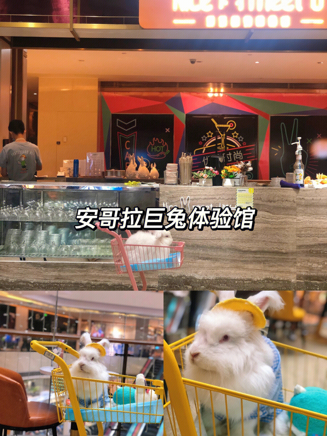重庆探店安哥拉巨兔体验馆时空魔方艺术馆