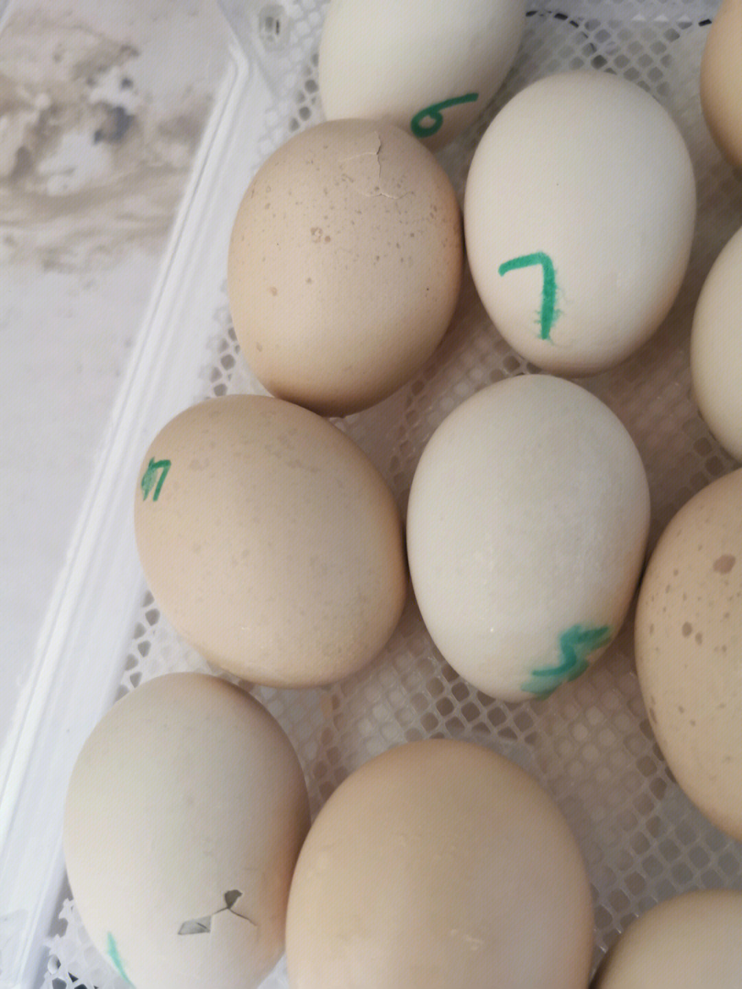 孵化19天的鸡蛋图片图片