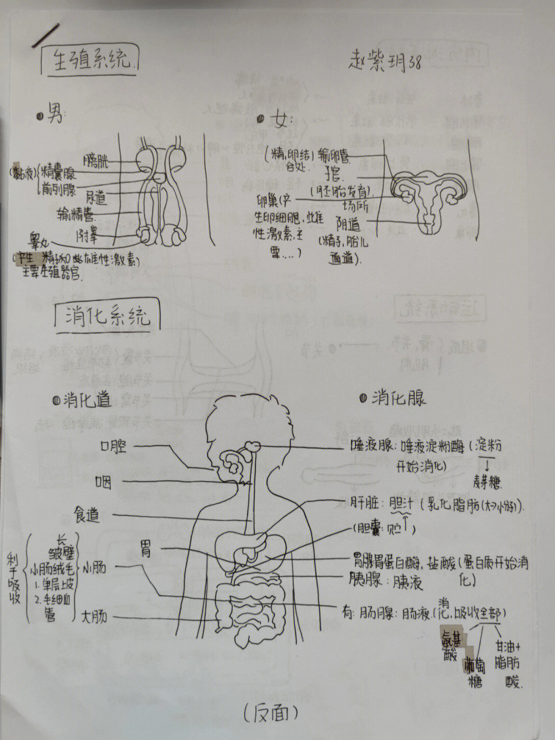 七下生物八大系统简图图片