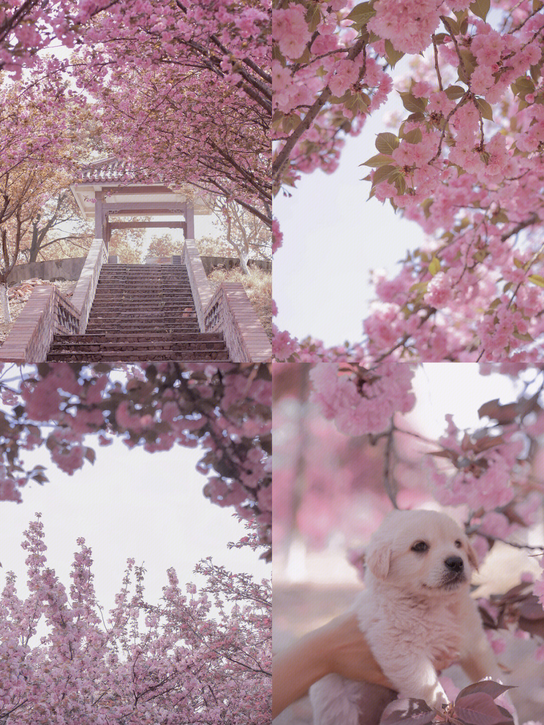 皮卡堂樱花神社婚纱照图片