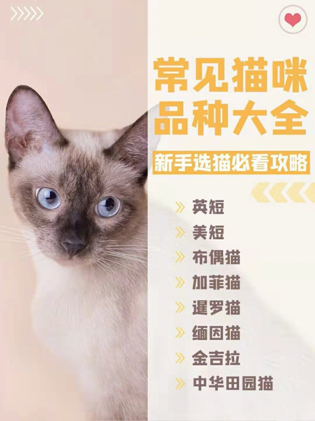 扫一扫猫咪品种图片