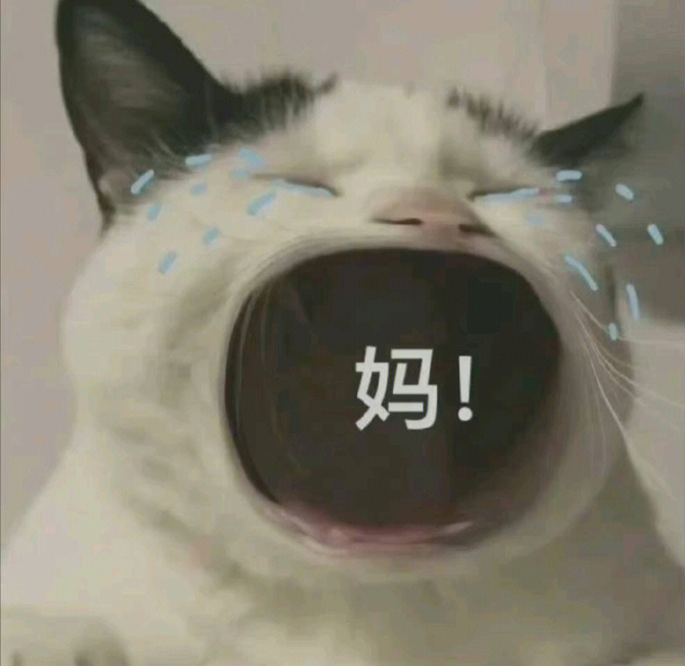 可爱沙雕猫咪表情包