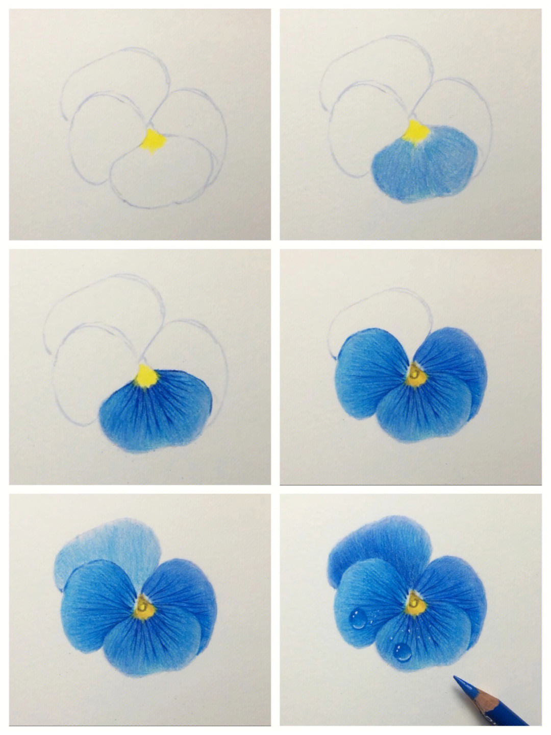 彩铅画蓝色三色堇含绘画过程图