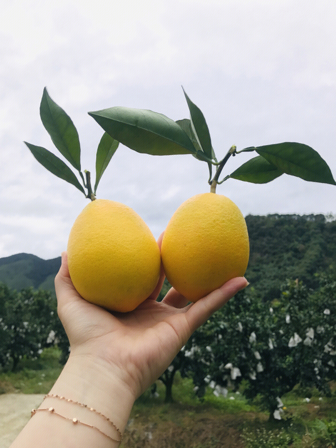 木瓜蜜丁简介图片