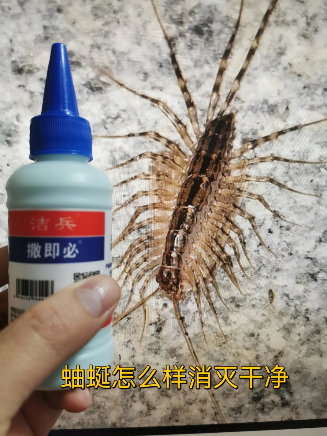 蚰蜒这种虫子长得比较怪,突然看到它们还是挺害怕的,样子还有点像蜈